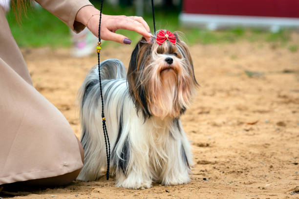 istock A beautiful Yorkshire terrier  showing off during a dog show 1916653888