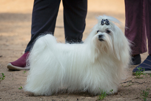 Maltese dog refers both to an ancient variety of dwarf canine from Italy..