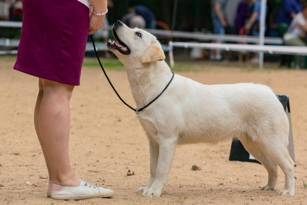 istock A handsome young Labrador retriever showing off during a dog show. 1916661325