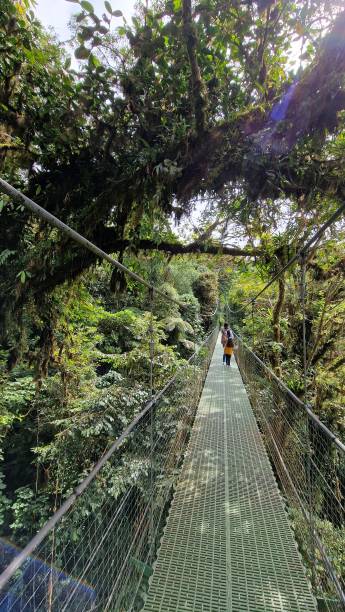 istock Hanging Bridges in Monteverde, Costa Rica 1916662696