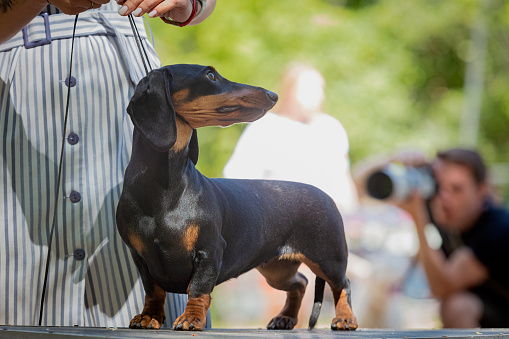 The dachshund , also known as the wiener dog, badger dog, and sausage dog, is a short-legged, long-bodied, hound-type dog breed.