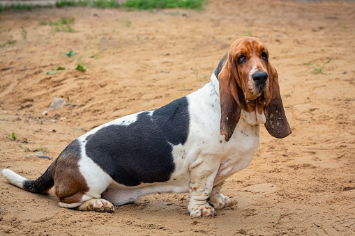 Basset Hound is a breed of beagle dogs, bred in England.