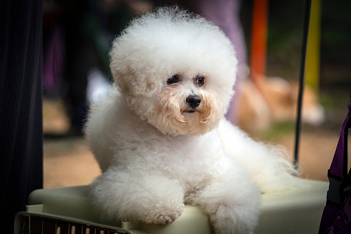 A Bichon Frisé is a small breed of dog of the bichon type.