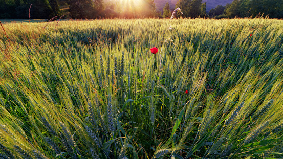 Poppies and wheat field in the Yvette valley. Regional Nature Park of the Chevreuse valley