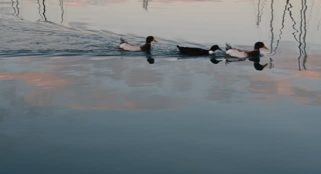 ducks in marina