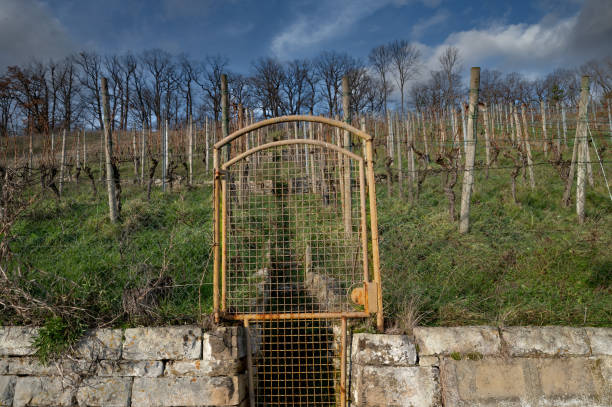 Cyclist going on the pathway along the vineyard and Neckar river, Germany