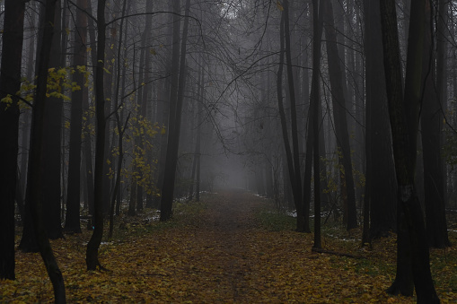 Autumn forest in the early morning. Heavy fog in the park. A dirty pedestrian path strewn with leaves between the trees.