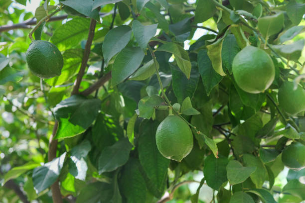 istock Green Lemon Fruits on the Tree 1916719320