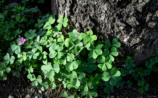 Clover in the forest, close-up, selective focus.
