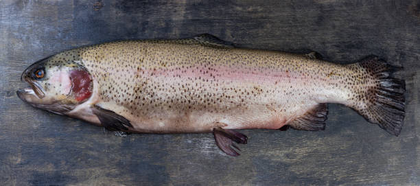 istock Whole raw chilled rainbow trout on the black surface 1916729899