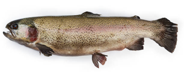 istock Whole raw chilled rainbow trout on a white background 1916733043