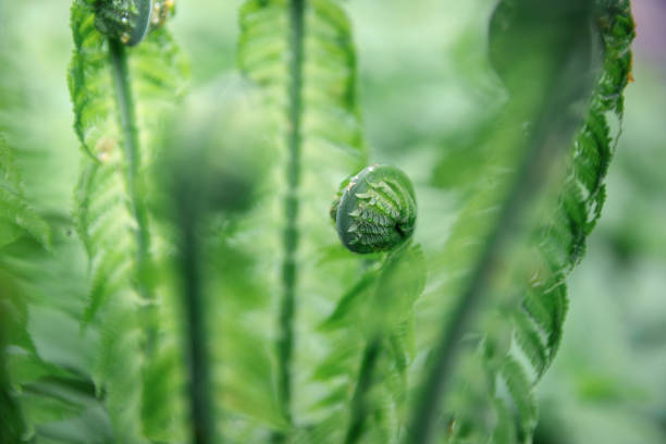 curled up fern - fern spiral frond green imagens e fotografias de stock