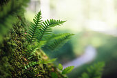 Fern Leaves