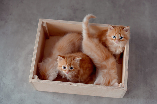 Curious ginger kitten in cardboard box. Little cat at home. Small pet