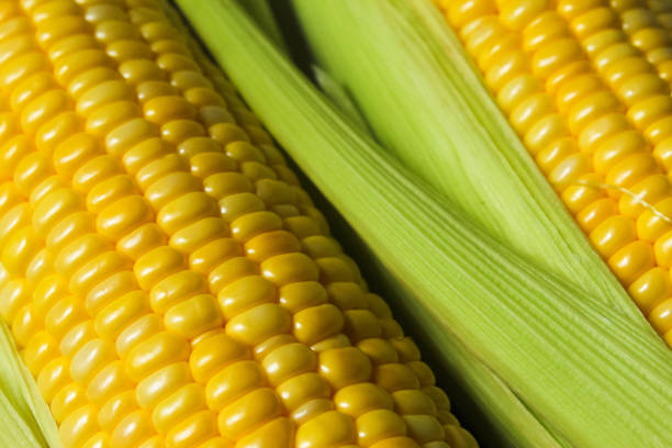istock close up of raw sweet corn 1916737320