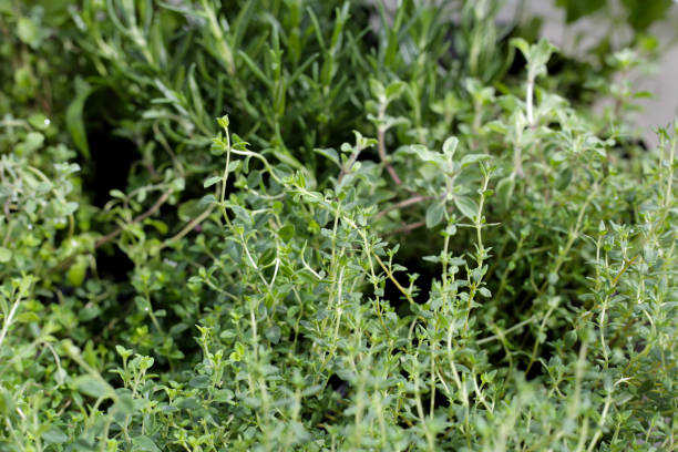 istock Fresh herbs in the garden 1916743242