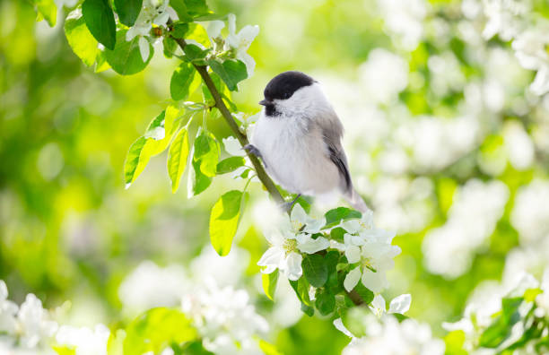 istock Bird perching on branch of blossom apple tree with white flowers. Black capped chickadee. Spring background 1916749043