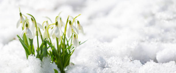 istock First spring flowers. Snowdrop flowers blooming in snow covering 1916749568
