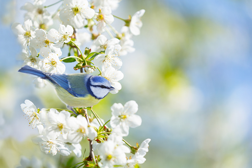 Little bird perching on branch with white flowers of blossom cherry tree. The blue tit. Spring background