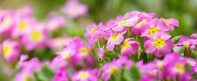 Spring flowers. Primrose or primula flowers blooming in a garden