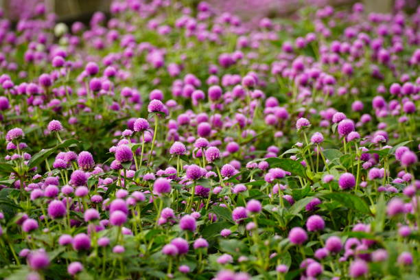 istock Blooming Globe amaranth flowers in the garden 1916751689