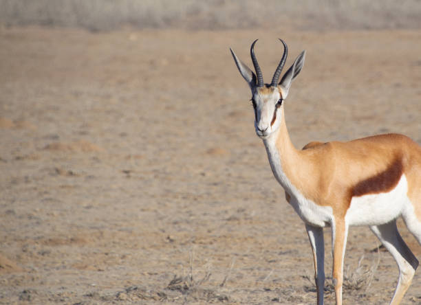 istock Single Springbuck at Kgalagadi 1916752266
