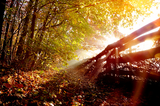 Autumn view: road in the forest along the fence and sunset and empty space for text