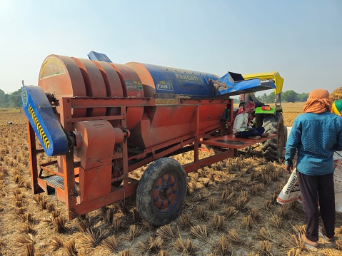 Bhadrak, Odisha, India 24 Dec 23: Agricultural workers using tractor mounted paddy threshing machine to extract ripe rice grains from paddy plant.