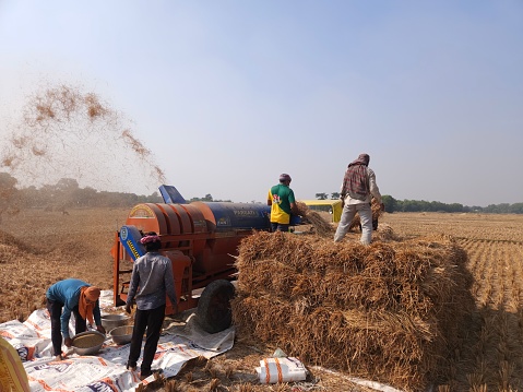 Bhadrak, Odisha, India 24 Dec 23: Agricultural workers using tractor mounted paddy threshing machine to extract ripe rice grains from paddy plant.