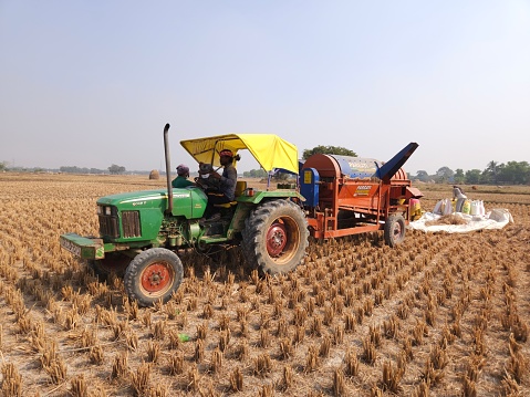 Bhadrak, Odisha, India 24 Dec 23: Indian Rural Agricultural workers using tractor mounted paddy threshing machine or harvester to extract  ripe rice grains from plant.