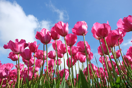 Bright pink Triumph Tulip 'Don Quichotte' in flower.