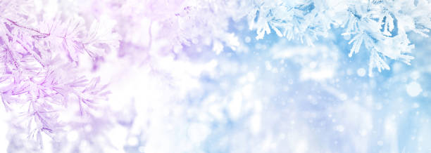 istock Winter bright background with  pine branch in  frost. 1916786346