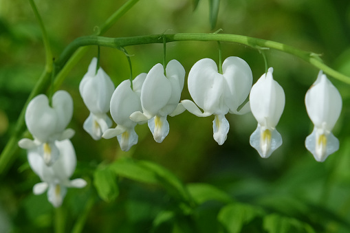 White Dicentra spectabilis Alba, also known as bleeding heart, in flower.