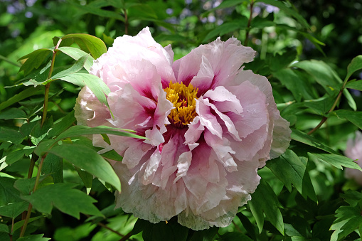Paeonia suffruticosa, pink double peony 'Lan Bao shi' in flower.