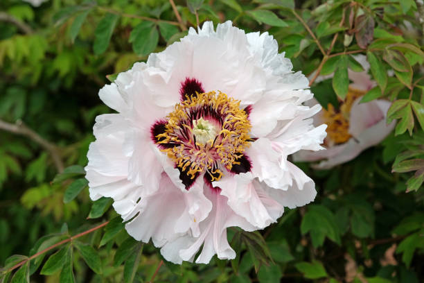 istock White Paeonia peony 'Highdown' in flower. 1916797075