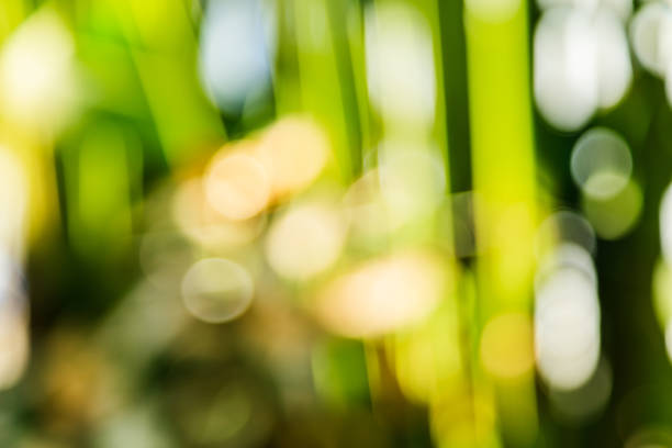 Background is naturally blurred. Nature abstract background natural green bokeh