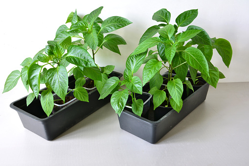 bell pepper seedlings growing in the plastic pots