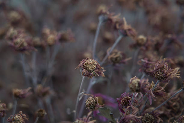dried marguerite flowers