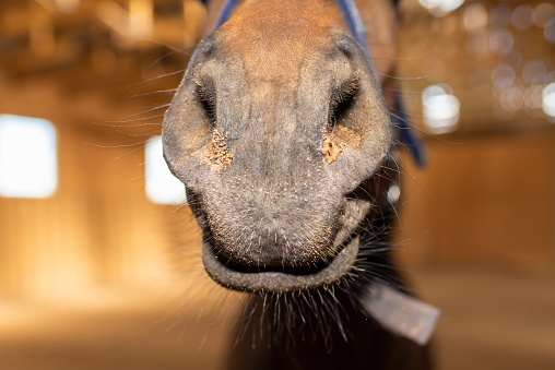 An abstract shot of the muzzle of a chestnut horse.Young Horse's head indoors,closeup.