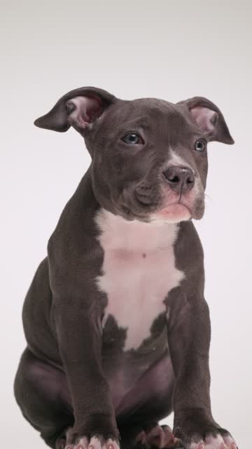 lovely little American bully puppy getting hiccups, looking up, being curious and shaking while sitting and looking to side on grey background