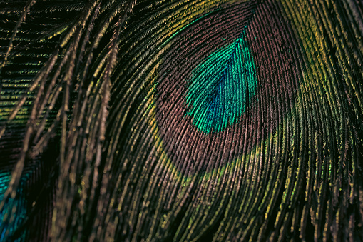 A colourful peacocks head looking at the camera and looking to the right metallic shiny looking colours of green and blue a big peacock eye with a dark background ￼￼