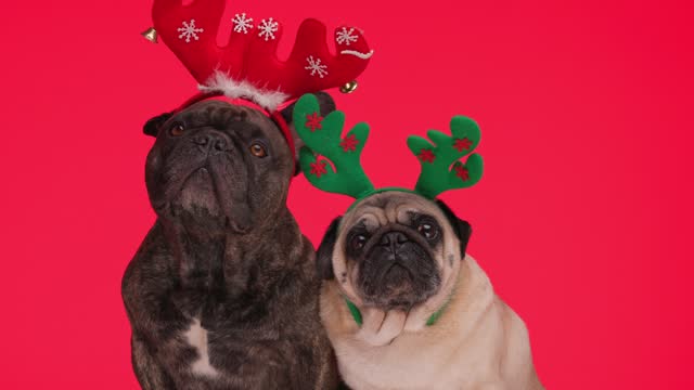 beautiful couple of two dogs, French bulldog and pug wearing Christmas headbands and being Santa's little helpers in fronts of red background