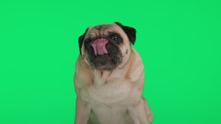 beautiful mops puppy looking up, sitting and sticking out tongue and licking nose in front of green background