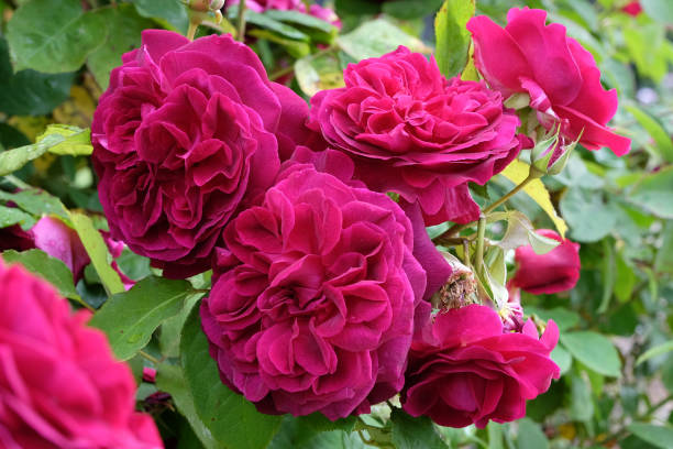 purple and deep pink rosa bush rose darcey bussell' in flower. - bussell zdjęcia i obrazy z banku zdjęć