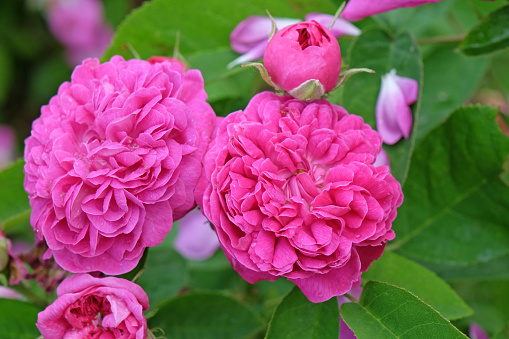 Bright pink old English bush Rosa 'de Rescht' in flower.