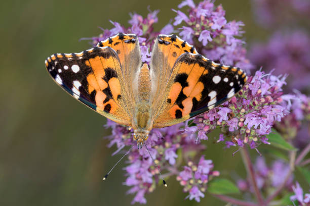Painted Lady or Cosmopolitan butterfly - Vanessa cardui - resting on Origanum vulgare - Oregano or wild Marjoram