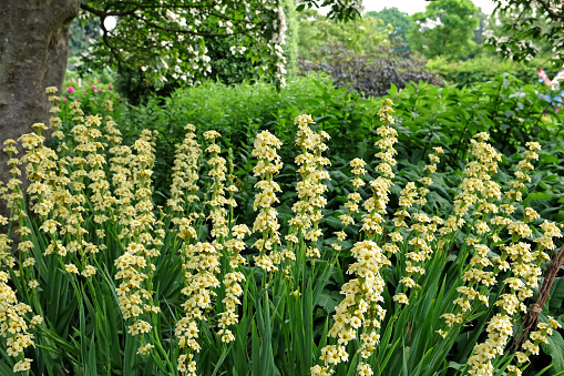 Sisyrinchium striatum, Pale yellow eyed grass or satin flower in bloom