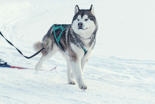 The Alaskan Malamute sled dog breed, designed for sled work, is one of the oldest hardy dog breeds in the north.