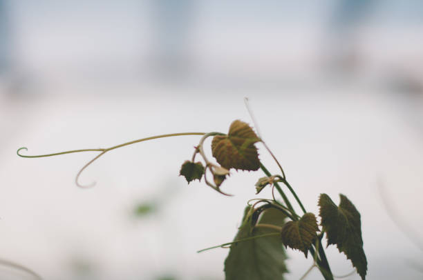 Frost damage to the grape vines
