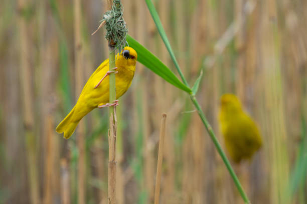 istock nice specimen of yellow veaver 1916870973